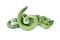 Fresh Snake gourd luffa on white background