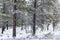 Fresh Snow, Bryce National Park, Utah