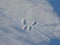 Fresh snow butterfly dog paw print
