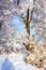 Fresh snow clings to thw trees. Biesiker Alberta Canada