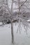 Fresh snow coating tree trunk and branches