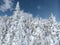 Fresh snow covers alpine trees