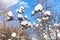 Fresh snow on dried burdock close-up in forest