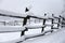 Fresh snow filled corral fences at rural winter snowy horse farm