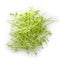 Fresh Snow pea sprouts isolated over a white background