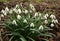 Fresh snowbells bloom in spring.