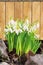 Fresh snowdrop flowers on a wooden background