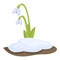 Fresh snowdrop icon cartoon vector. Spring flower