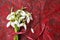 Fresh snowdrops buquet on red background