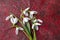 Fresh snowdrops buquet on red background