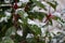 Fresh snowflakes on green leaves of a Portuguese laurel bush