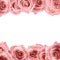Fresh soft pink rose frame on white background. Wedding background