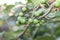 Fresh Solanum Torvum fruits or turkey berry on tree.