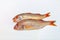 Fresh soldier croaker fish on white background