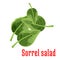 Fresh sorrel salad vegetable green leaves icon