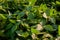 Fresh soybean leaves, pods, young shoots and pods