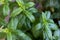Fresh spearmint common, mackerel mint, mentha spicata aromatic green plant. Close up