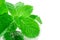 Fresh spearmint leaves isolated on the white background. close u
