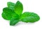 Fresh spearmint leaves isolated on the white background. Mint, peppermint (Mentha) close up