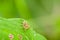 Fresh spider on green leaf