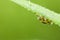 Fresh spider on green leaf