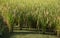 Fresh spike ears of rice paddy in the rice field