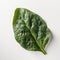 A fresh spinach leaf on white background generative AI