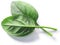 Fresh spinach leaves Spinacia oleracea isolated w clipping paths, top view