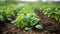 Fresh spinach plants growing in the vegetable garden. Generative AI