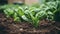 Fresh spinach plants growing in the vegetable garden. Generative AI