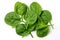 Fresh spinach on white background