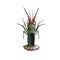 Fresh spiny lobster isolated on background, Palinurus vulgaris