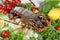 Fresh spiny lobster or sea crayfish with salad, tomatoes and lemon, preparation for cooking common Mediterranean lobster