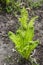 Fresh spiral sprouts of fern