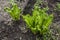 Fresh spiral sprouts of fern