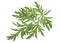 Fresh sprig of medicinal wormwood isolated on white background. Sagebrush sprig