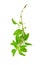 fresh sprig of oregano herb