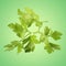 Fresh sprig of parsley isolated on colored background