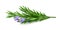Fresh sprig of rosemary with flowers on a white background.