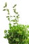 fresh sprigs of oregano herb