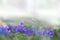 Fresh spring background with tiny blue flowers