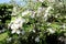 Fresh spring branches of apple tree blooming with flowers natural floral seasonal easter