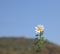 Fresh spring camomile on background of  blue sky