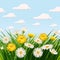 Fresh spring, daisies and dandelions, grass