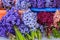 Fresh Spring Flower Hyacinths