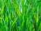 Fresh spring grass on the field - background close-up