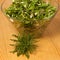 Fresh spring green dandelion salad closeup