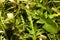 Fresh spring green dandelion salad closeup