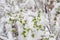 Fresh spring green foliage covered with snow. The branches of the bushes leaned under the weight of sleet