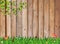 Fresh spring green grass with leaf plant over wood fence